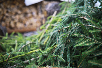 Fresh Pine Branches and Tree Logs in Forest Landscape