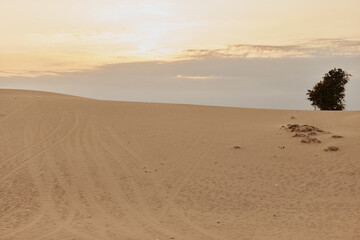 Solitary Tree Standing Tall in the Heart of the Desert Sand Dunes, Embracing Solitude and Serenity