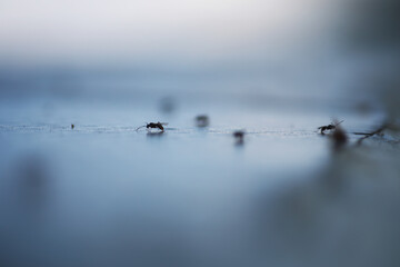 Macro Shot of Ants Crawling on a Smooth Blue Surface in Blurred Background