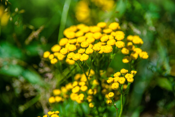 Tansy flowers on a green natural background
