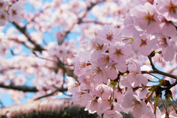 桜、ピンク、青空、日本の春、咲き乱れ、コピースペース、背景、花、入学式、卒業式、ソメイヨシノ