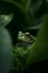 Fototapeta premium Green tree frog on a leaf in the rainfores 