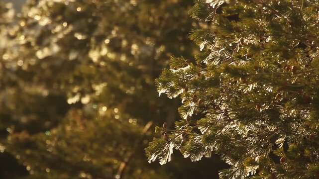 Ice on pine aciculae at winter sunset