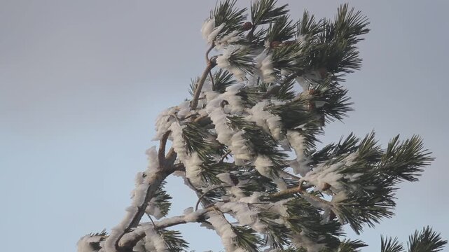 Ice on pine aciculae formed by the cold wind at dusk in winter.