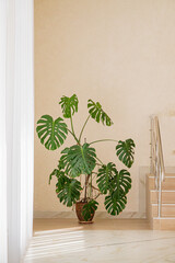 monstera plant in the pot © Maksim Shebeko
