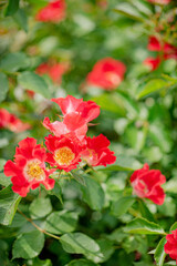 nice roses in the garden