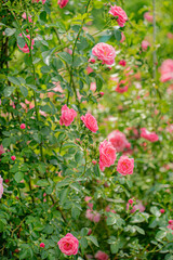 nice roses in the garden