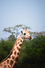 Close up of giraffes on a ugandan safari