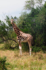 Close up of giraffes on a ugandan safari