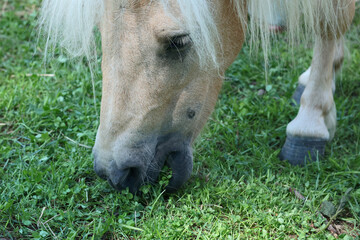 Cute close up pony in contact zoo eat grass in summer. Pets and therapy. 