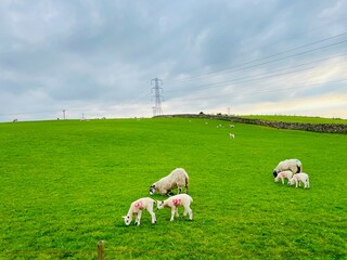 sheep in the field