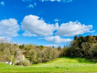 landscape with trees