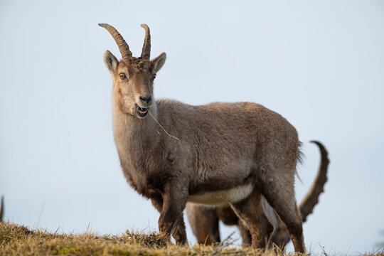 Etagne, femelle de bouquetin, Capra ibex, Jura Suisse.