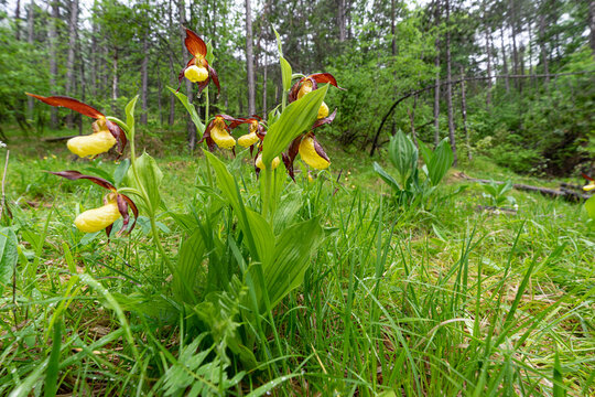 Sabot de V&eacute;nus, Cypripedium calceolus, orchid&eacute;e, dans les Alpes.