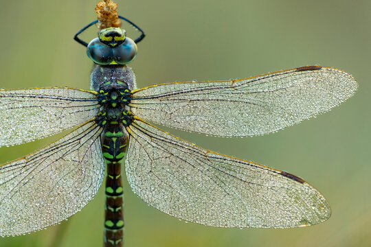 Aeschne des joncs, aeshna juncea, libellule, femelle.