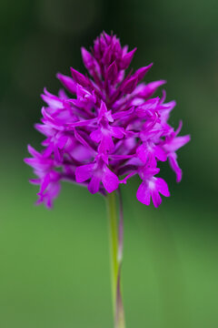 Orchis pyramidal, Anacamptis pyramidalis, orchid&eacute;e.
