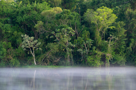 For&ecirc;t tropicale atlantique, lac et brume, Paraguay