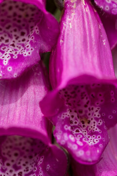 Digitale pourpre, Digitalis purpurea