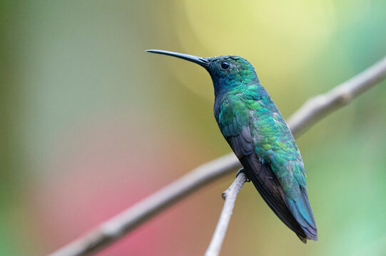 Mango &agrave; cravate noire, Anthracothorax nigricollis, Argentine.