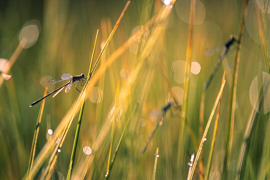 Leste vert, libellule, Chalcolestes viridis