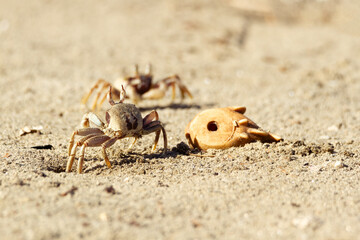 Two Horned Ghost Crabs near a shell on the beach