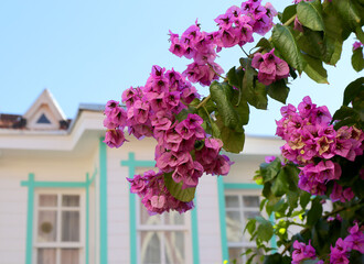 Pink Bougainville Flowers and Old Greek Mansion on Background in Buyukada, Istanbul, Turkey
