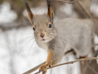 The squirrel sits on a branches without leaves in the winter or autumn