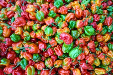 colorful chili peppers background