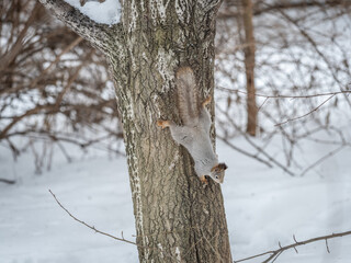 The squirrel with nut sits on tree in the winter or late autumn