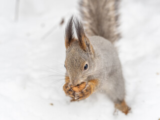 The squirrel in winter sits on white snow.