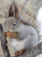 The squirrel with nut sits on tree in the winter or late autumn