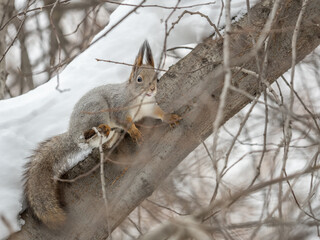 The squirrel sits on a branches without leaves in the winter or autumn