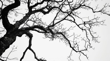 Obraz premium Branches of tree against overcast sky