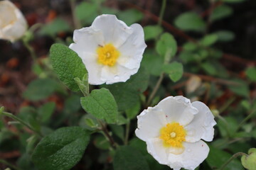 White violet with green leaves in the garden