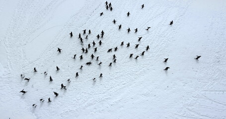 Fly over Gentoo penguins relax on snow covered field aerial. Explore wildlife in Antarctica. Beauty of wild animals and untouched nature on South Pole. Top drone flight above Antarctic birds migration
