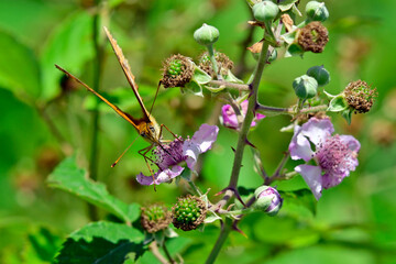 Brombeer-Perlmuttfalter // Marbled fritillary (Brenthis daphne)