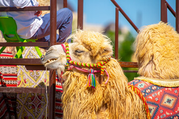 Bactrian camel on the background of historical places in Central Asia. A beautiful, elegant and...