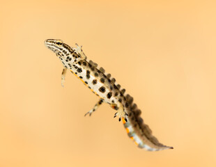 Close-up of a male common newt (Lissotriton vulgaris)