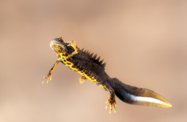Close-up of a male great crested newt (Triturus cristatus)