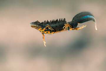 Close-up of a male great crested newt (Triturus cristatus)