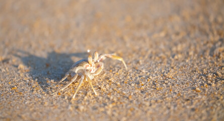 A crab on the beach is running on the white sand. Exotic animals in the resorts of tropical islands. The concept of a beach holiday in the tropics.