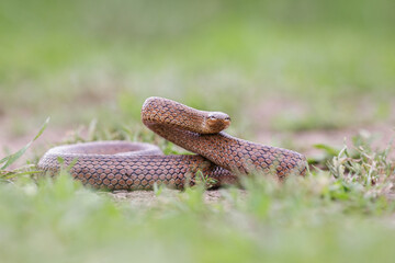 Close-up of a smooth snake (Coronella austriaca)