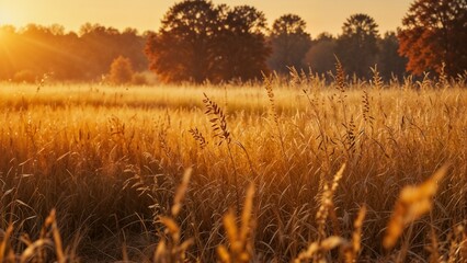 A beautiful autumn sunrise over a meadow, with tall grasses and trees illuminated by the golden morning light. Ideal for themes of nature, tranquility, and seasonal landscapes.
