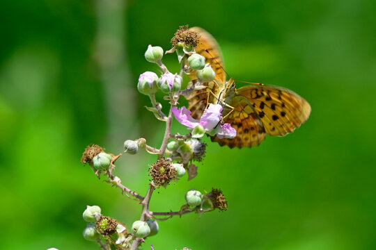 Brombeer-Perlmuttfalter // Marbled fritillary (Brenthis daphne)