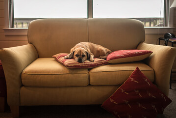 Brown Puggle dog sleeping on tan couch in front of window