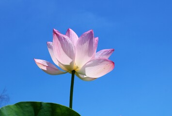 青空に映える蓮の花　夏の蓮池