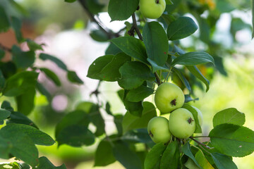 Ripening apples on apple tree branch on warm summer day.