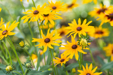 Black-eyed Susan (Rudbeckia hirta). Yellow rudbeckia flower in the garden. Floral background