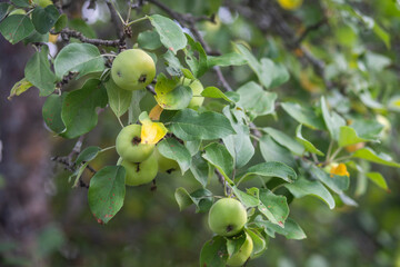 Ripening apples on apple tree branch on warm summer day.