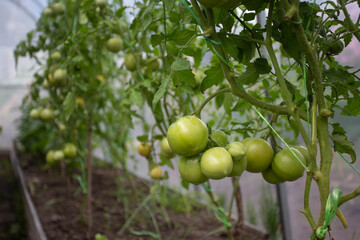 Green unripe tomatoes grow on a branch in a greenhouse. Close-up